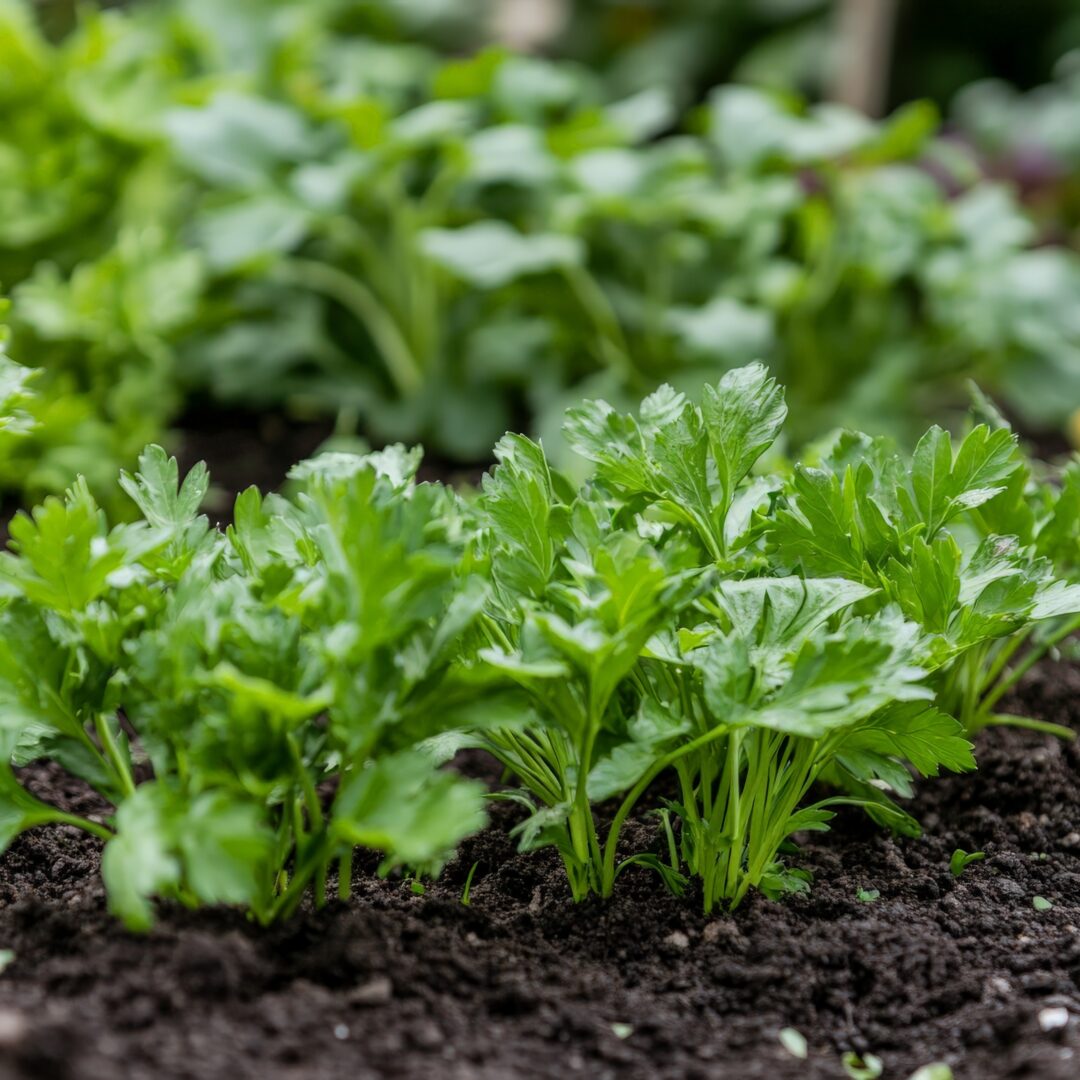 Benefits of Vermiculite for Horticulture